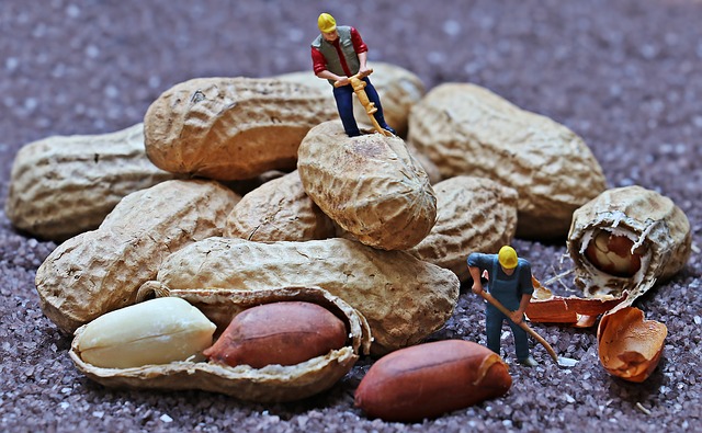 robotníci na arašidoch.jpg